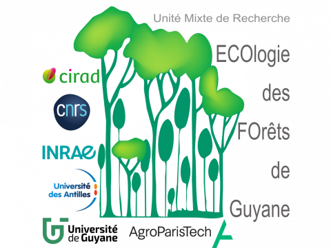 Ecologie des forêts des Guyane
