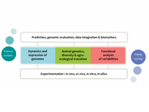 Gabi - Research fields