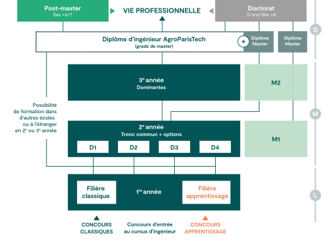 Schéma des études Infographie : schéma des études