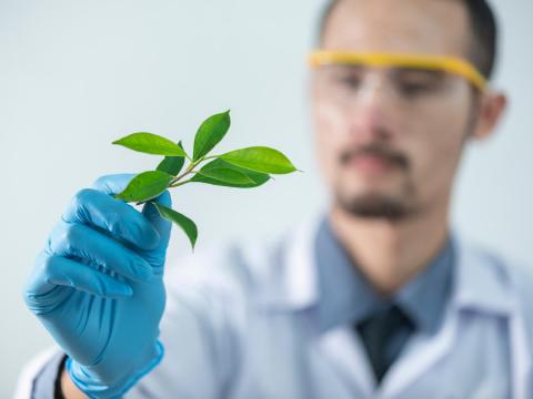 Jeune chercheur analyse jeune pousse en laboratoire Jeune chercheur analyse jeune pousse en laboratoire