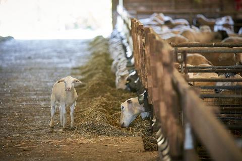 Agneau à la Ferme de Grignon