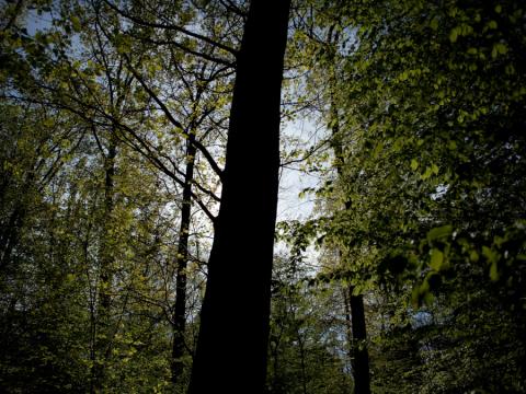 Photographie d'un tronc de la Forêt de Brin en contre jour