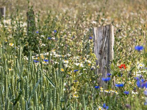 Bandes fleuries près d'un champ de blé Bandes fleuries près d'un champ de blé