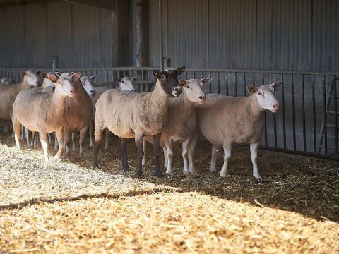 Brebis à la bergerie de la Ferme de Grignon Brebis à la bergerie de la Ferme de Grignon