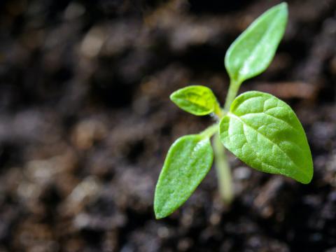 étudier la biodiversité des sols étudier la biodiversité des sols