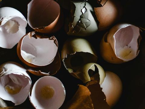 Les coquilles d'œuf, riches en biomolécules dignes d'intérêt