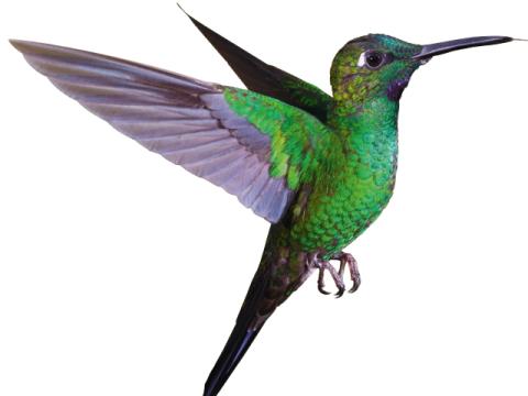Le Colibri symbole de la Fondation AgroParisTech Le Colibri symbole de la Fondation AgroParisTech