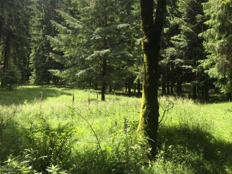 La végétation forestière face au changement climatique Un arbre dans une forêt