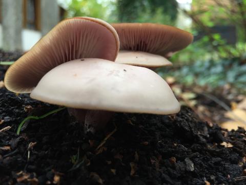 Champignons en forêt