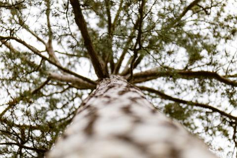 Tronc d'arbre et ses bras feuillus Tronc d'arbre et ses bras feuillus