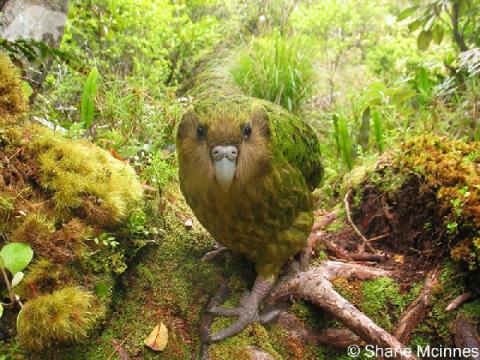 Stringops habroptila, une espèce de perroquet menacée par les espèces exotiques envahissantes Stringops habroptila, une espèce de perroquet menacée par les espèces exotiques envahissantes
