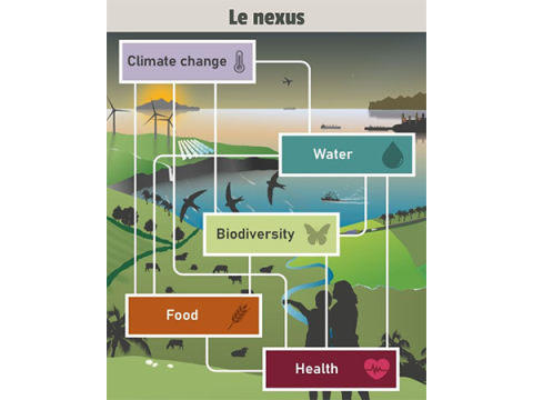 Schéma des éléments clés du Nexus