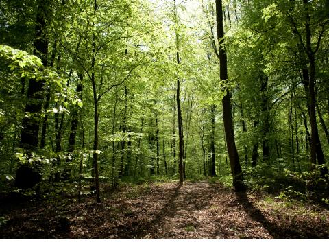 Concours photo "La forêt et moi"