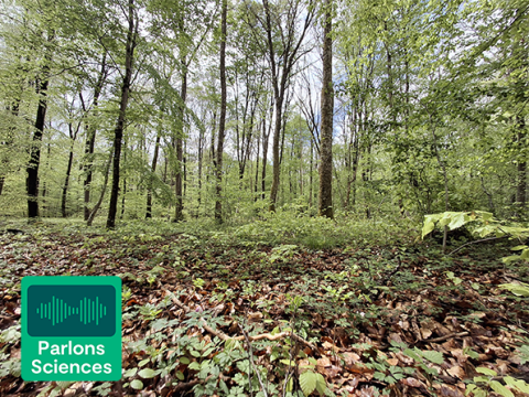 Forêt